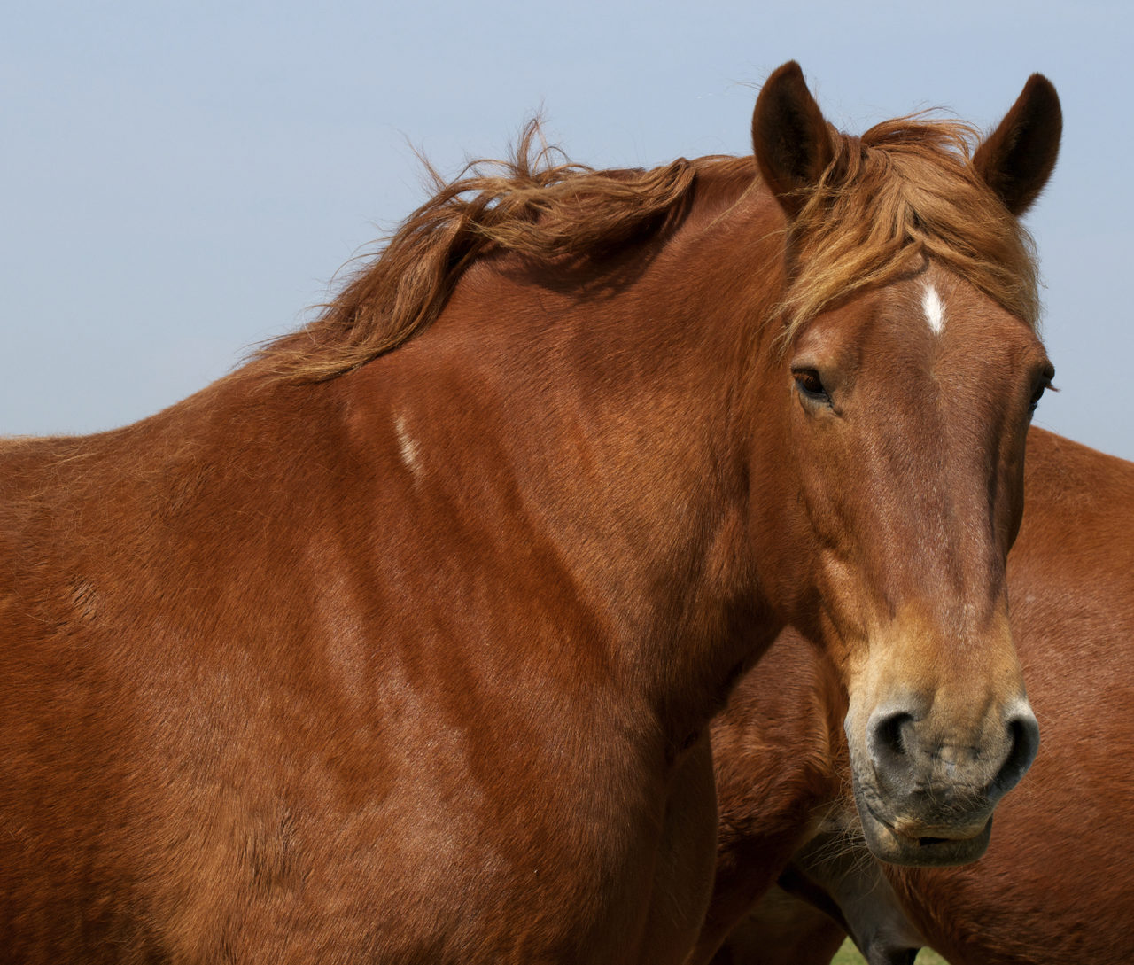 Hillside Animal Sanctuary | Animals and Wildlife | Norfolk Broads Hillside Animal Sanctuary | Animals and Wildlife | Norfolk Broads