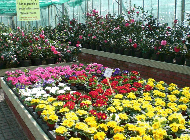 Flowers at Broadland Nurseries