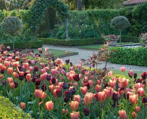 Tulip Display at East Ruston Old Vicarage gardens