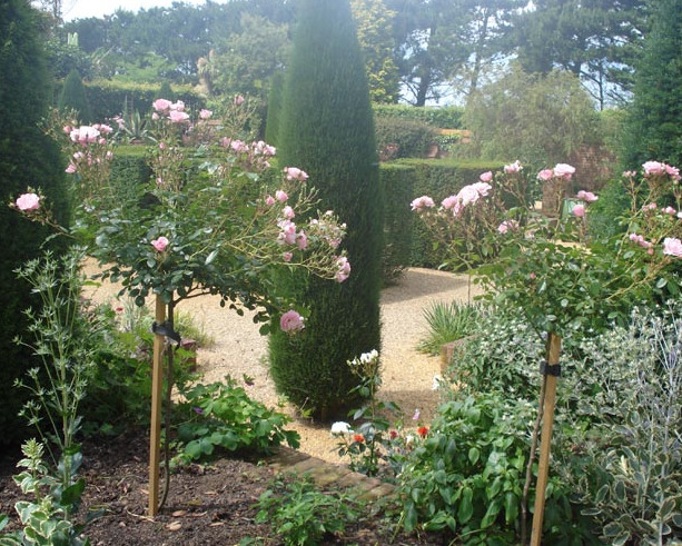 Standard Roses at East Ruston Garden