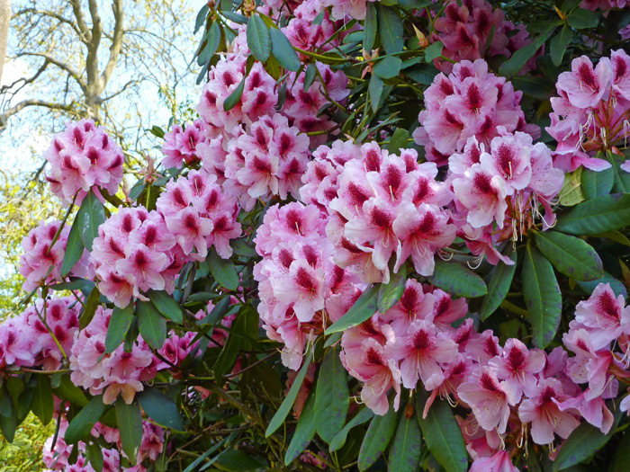 Rhododendrons in the Secret Garden