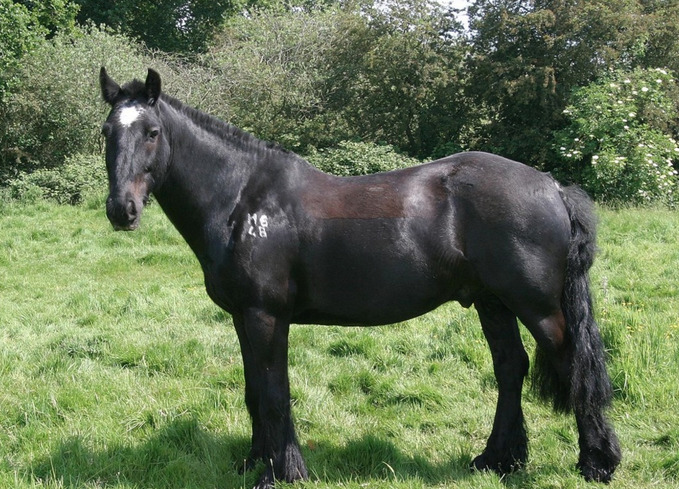 Horses at the Playbarn Riding Centre