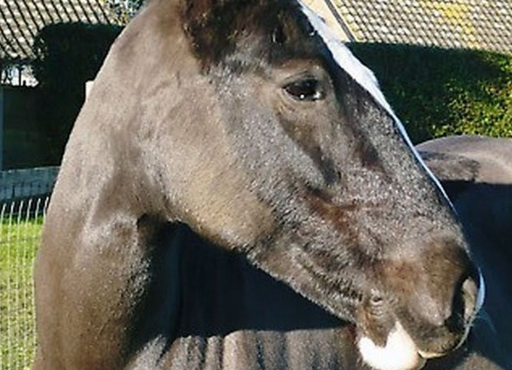 Playbarn Riding Centre horses