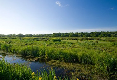 Thorpe Marshlands Norfolk