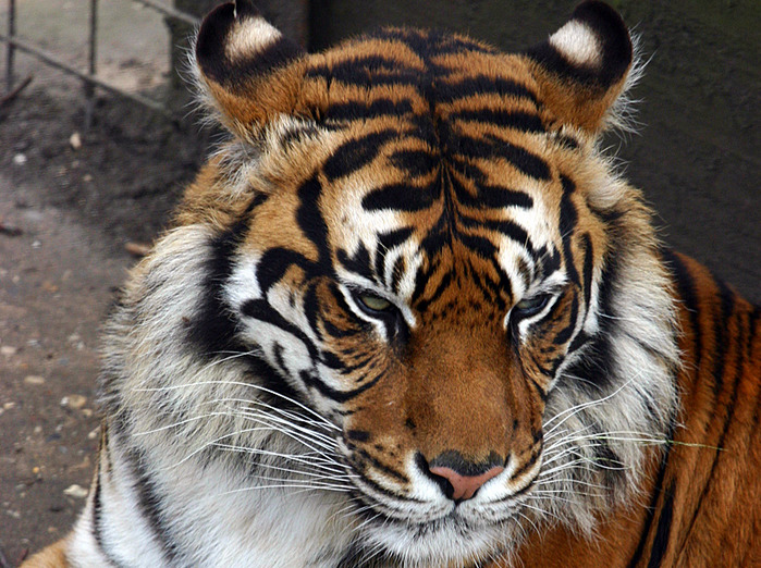 Tiger at Thrigby Hall Wildlife Gardens