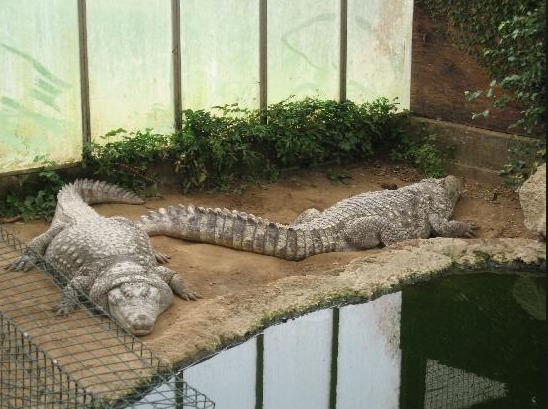 Aligator's at Thrigby Hall Wildlife Gardens
