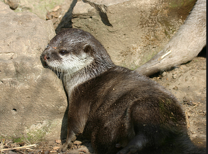 Otter at Thrigby Hall Wildlife Gardens