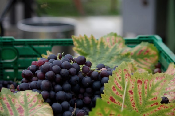 Winbirri sample of grapes