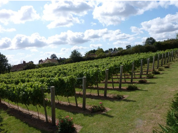 Winbirri Vineyards in Surlingham on the Southern Broads