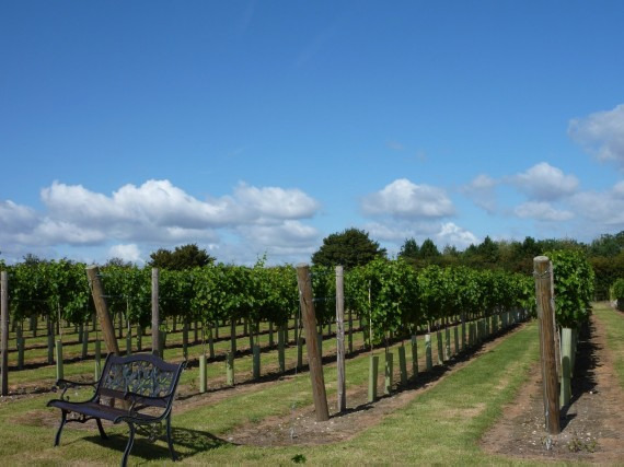 Winbirri Vineyards on the Norfolk Broads