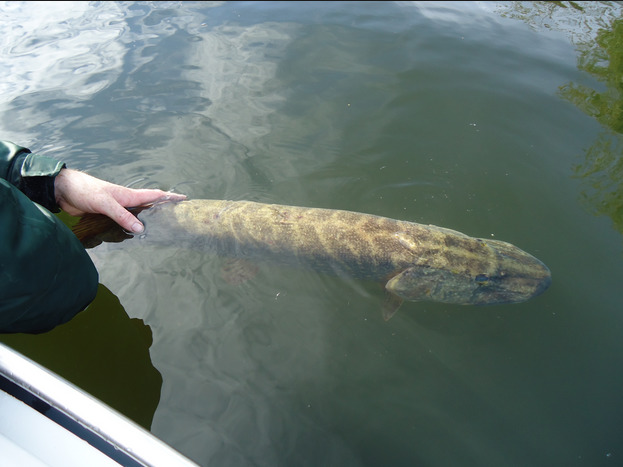 Pike Fishing from Wroxham Angling