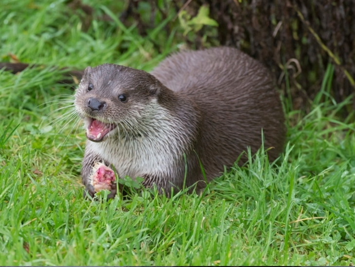 Otters On The Riverbank