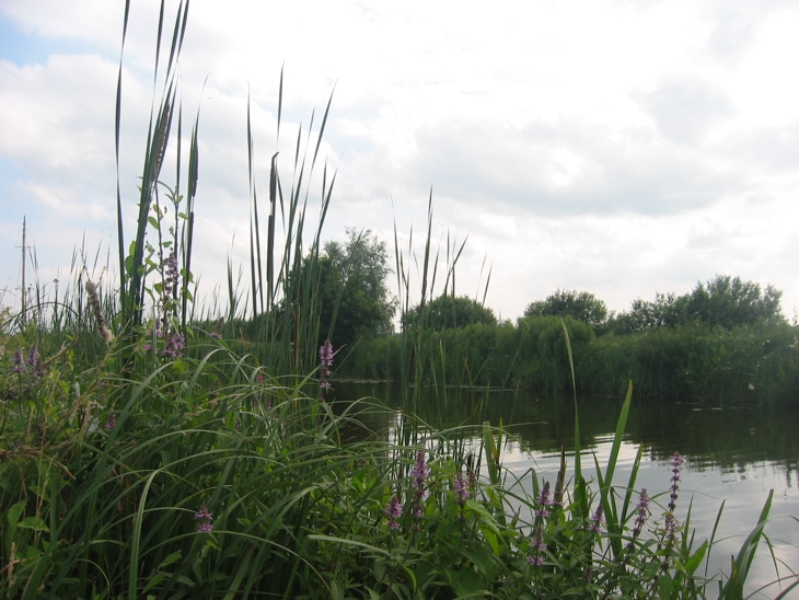 Reed Lined Waterway