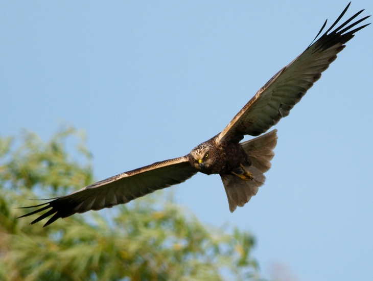 Marsh Harrier at home on the Norfolk Broads