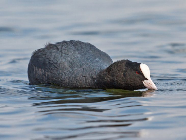 Coot Listening