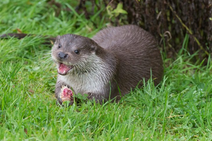 Otter On The Norfolk Broads