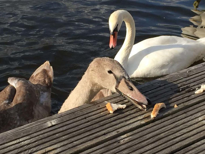 Cheeky Neighbours at Swallowdale