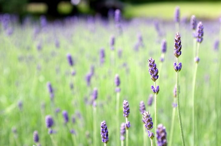 Lavender Field