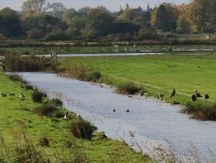 Marshland And Water Meadows At Upton