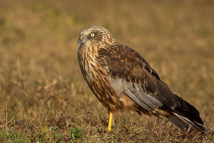 Marsh Harrier