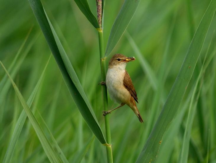 Reed Warbler