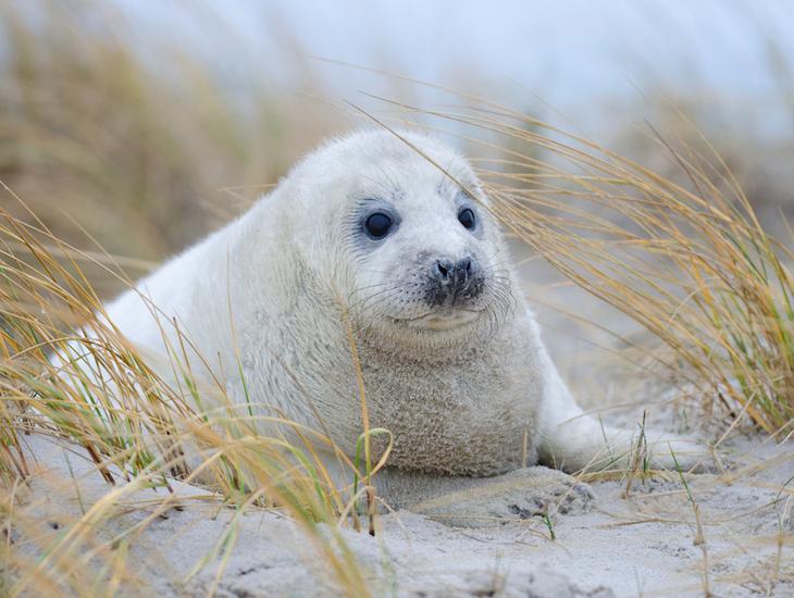 Seal Pup And Marram Grass