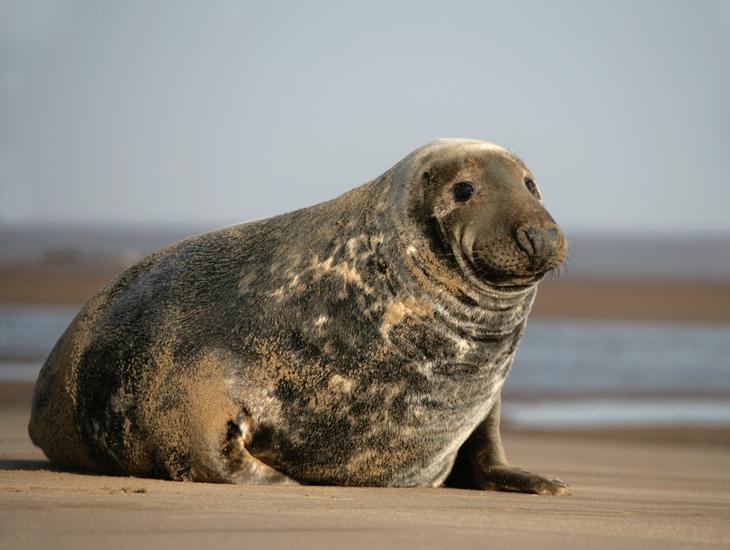 Bull Grey Seal