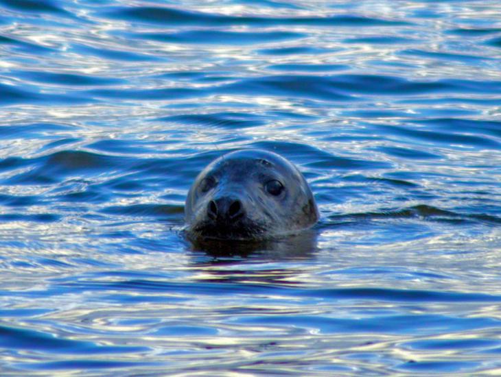 Seal Patrol