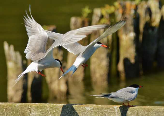 Common Tern Nwt Ranworth Elizabeth Dack 19 July 2016 Small