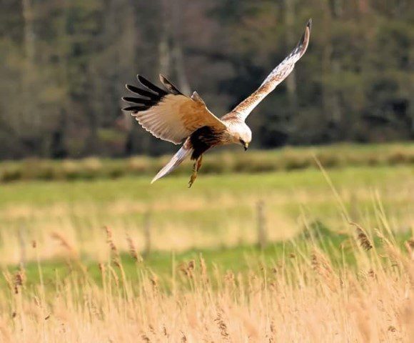 Marsh Harrier Landing In A Field River Ant Ian Edrupt 6 May 2018 Small