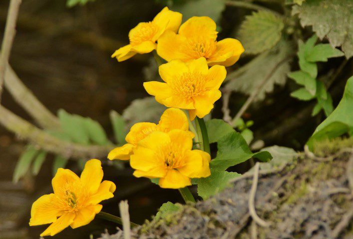 Marsh Marigolds Looking Bright On A Dull Day Rockland Elizabeth Dack 24 April 2018 Small