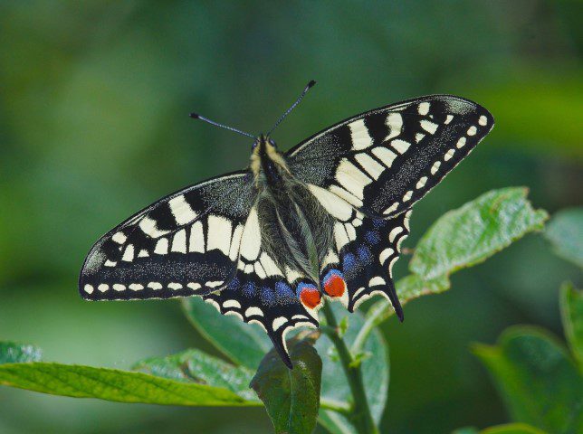 Swallowtail Butterfly Nwt Hickling John Assheton 24 May 2017 Small