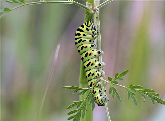 Swallowtail Caterpillar Geoff Tibbenham Nwt Hickling Broad 24 July 2011 Small