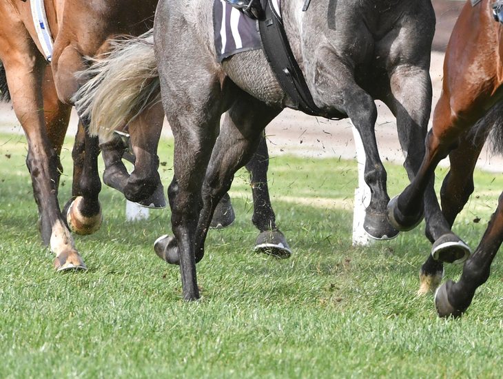 Horses Flat Racing