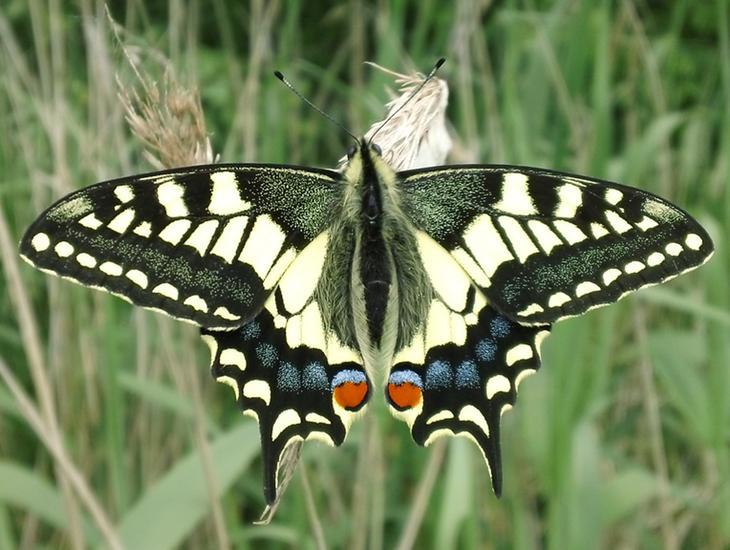 Swallowtail Butterfly