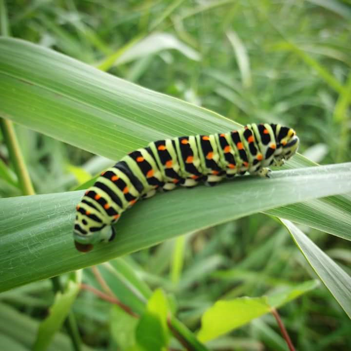 Swallowtail Catterpillar