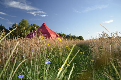 Wildflowers at Wardley Hill Campsite