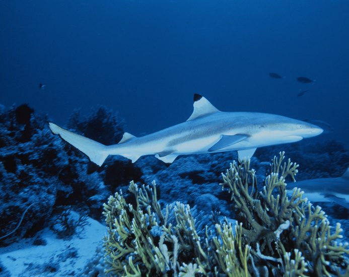 2 Black Tip Shark At Sea Life In Norfolk