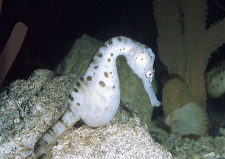 2 Seahorse At Sea Life In Great Yarmouth