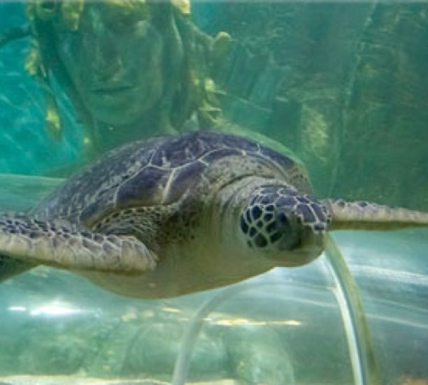 Green Sea Turtle At Sea Life Norfolk