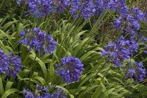 Raveninghamagapanthus Summergarden