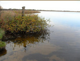 Martham Broad