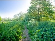 Cycle path at Thorpe marshlands