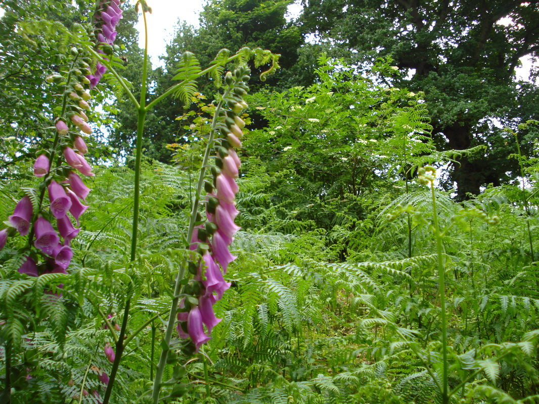 Wild Flowers at Salhouse Broad