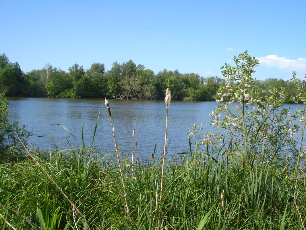 View of Salhouse Broad