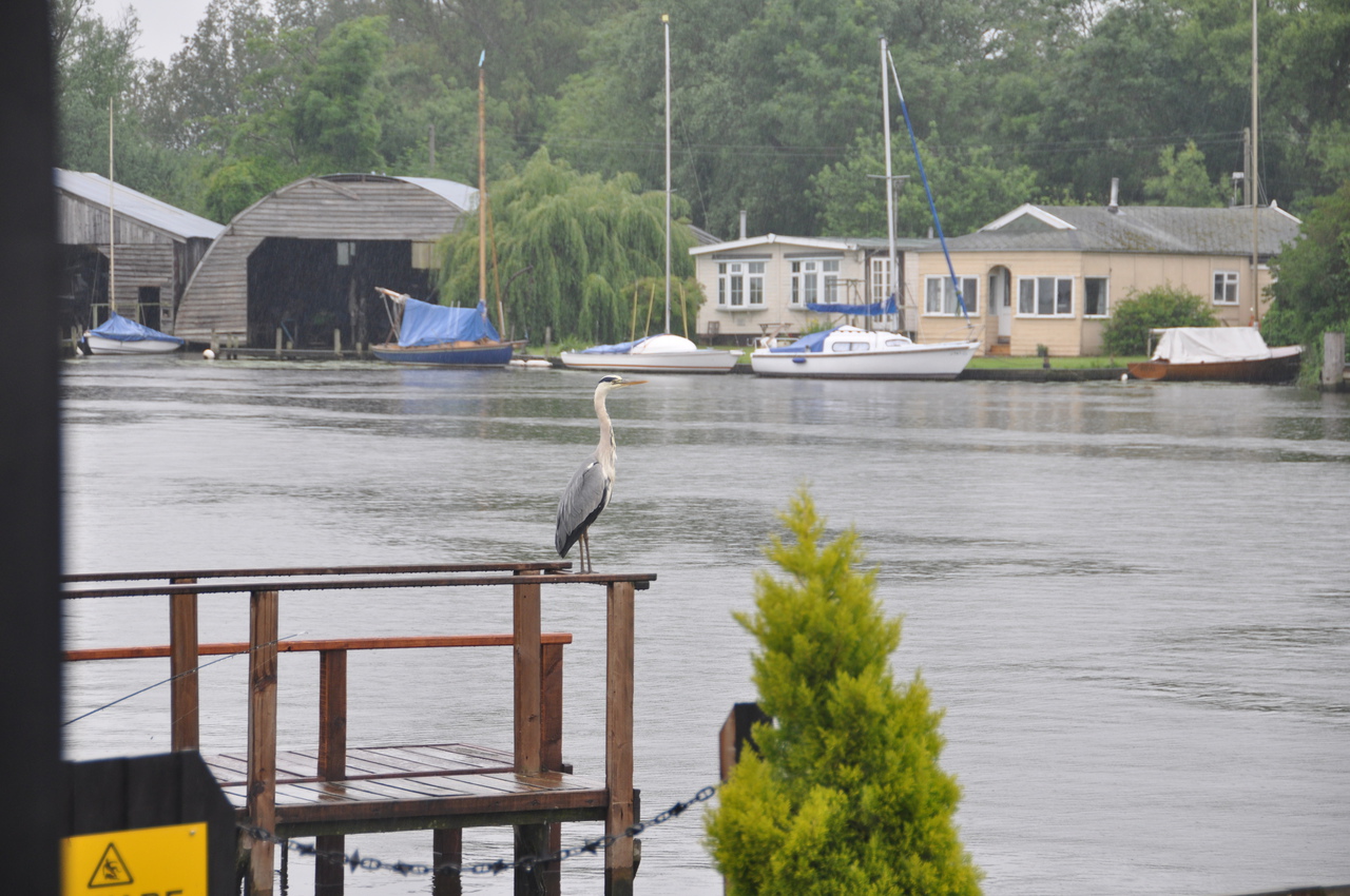 Views across the river at Brundall