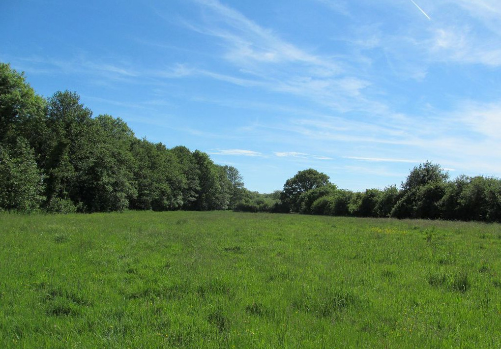 Wonderful views of the woods and meadow at Hidden View