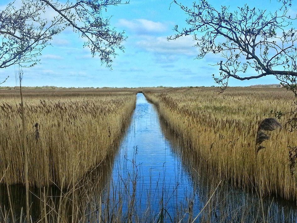 Marshes near The Lion Inn West Somerton