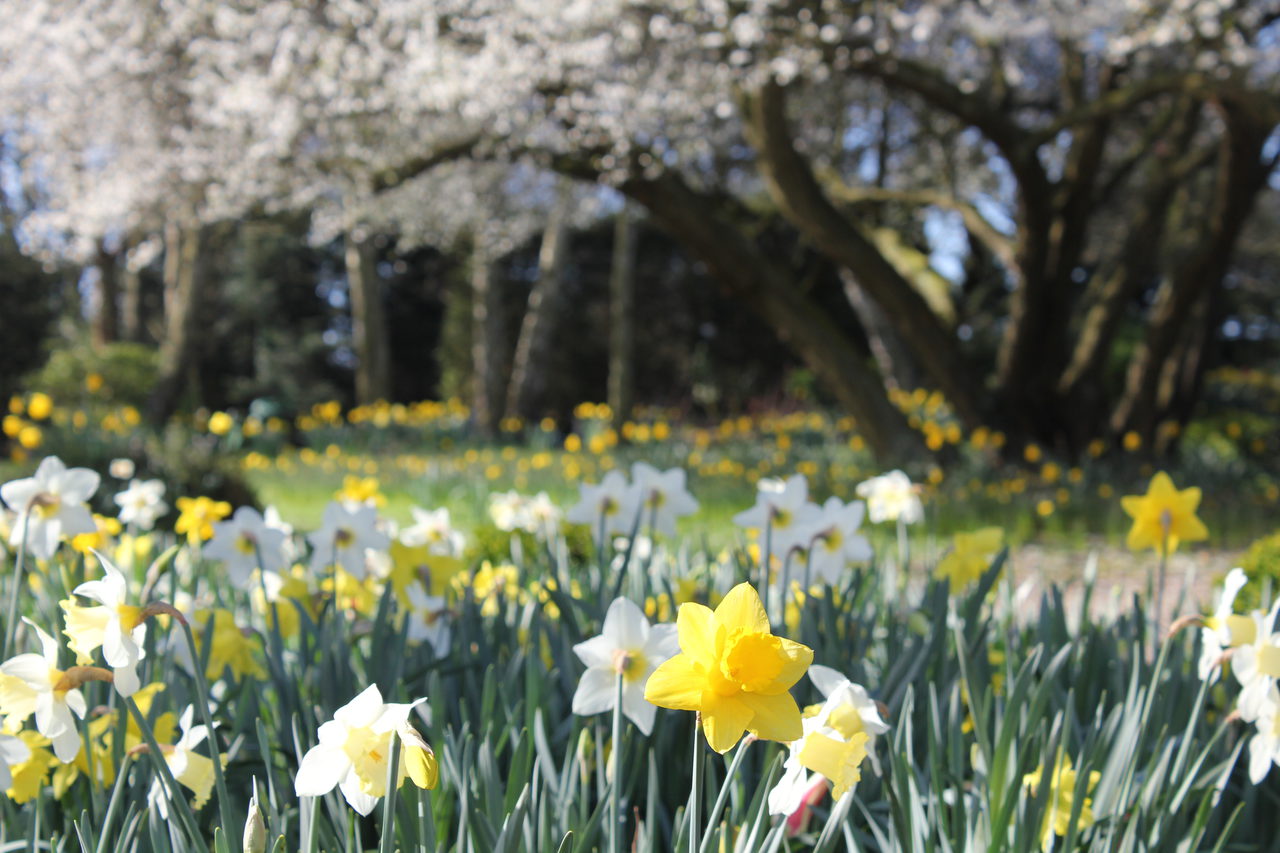 Daffodils in spring - Old Rectory Gardens