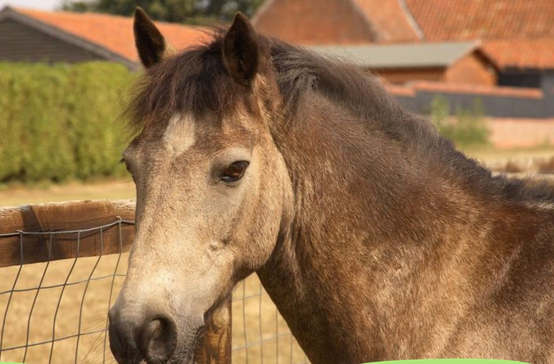 Gorgeous horses at Playbarn Riding Centre